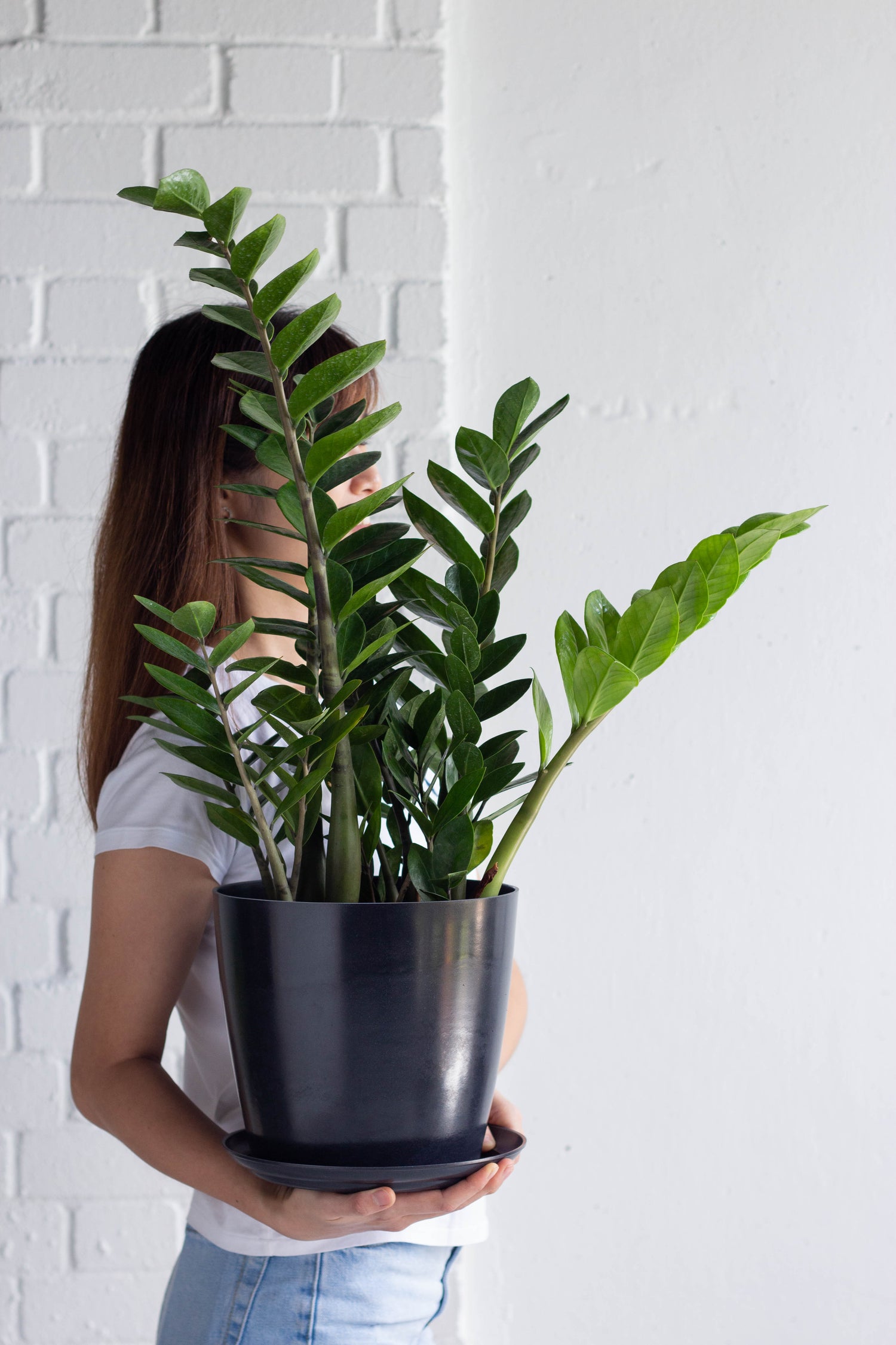 zz top plant city ZZ Plant – Bloomspace