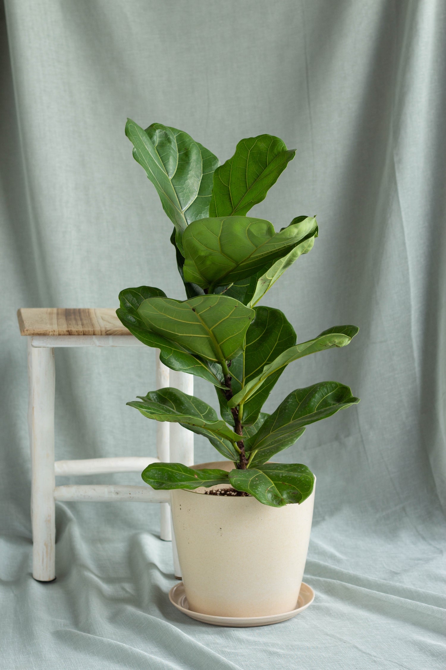 medium fiddle leaf fig Fiddle Leaf Fig – Bloomspace