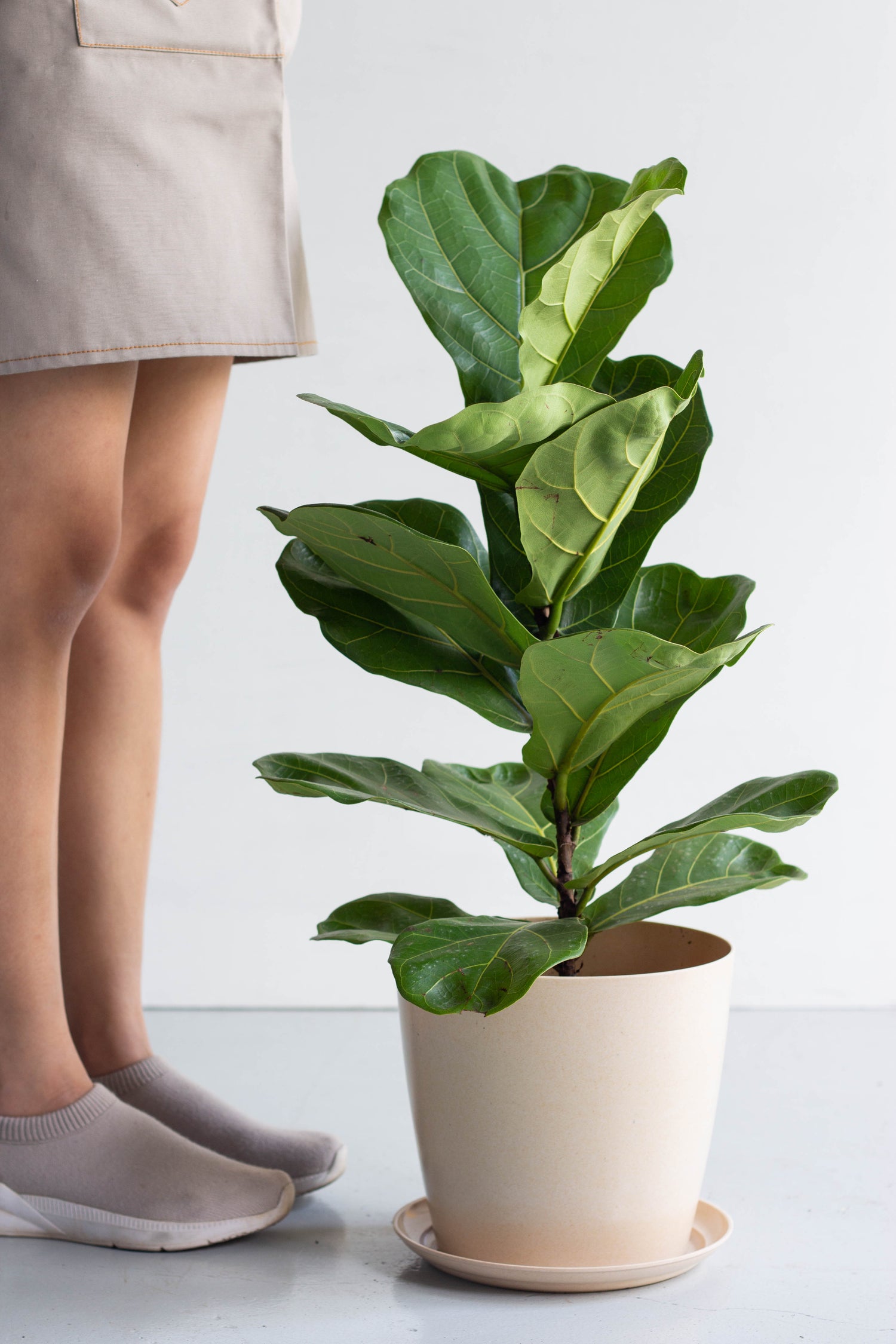 fiddle leaf fig malaysia Fiddle Leaf Fig – Bloomspace
