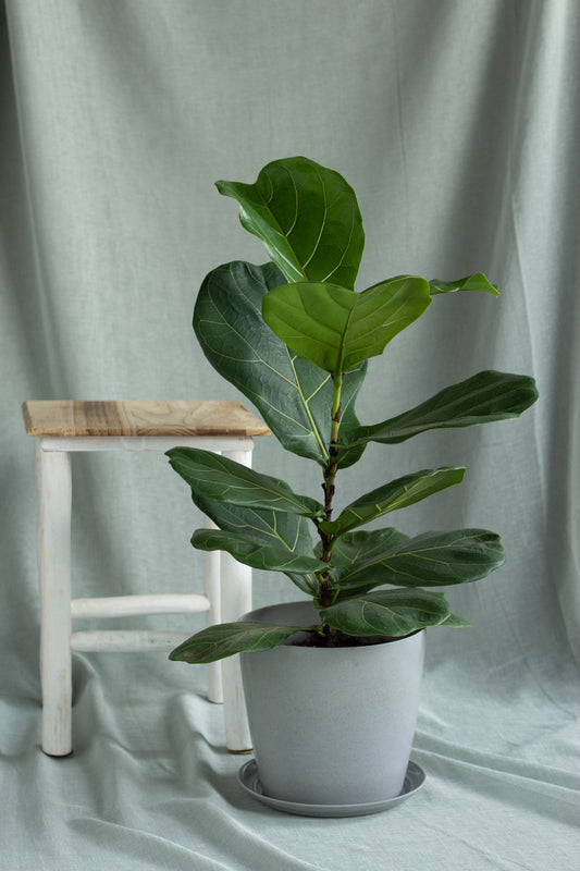 Fiddle Leaf Fig