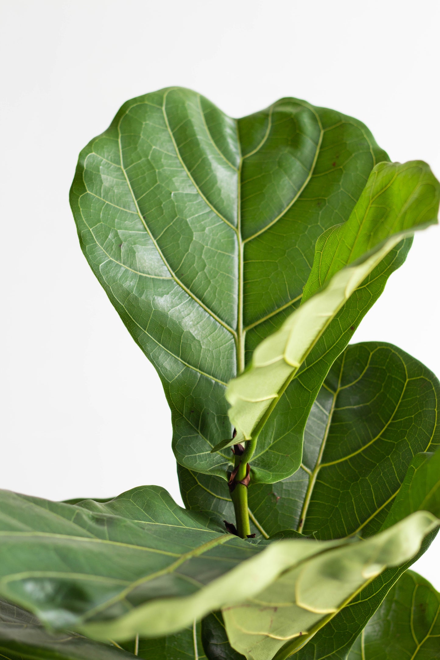 Closeup-Fiddle Leaf Fig