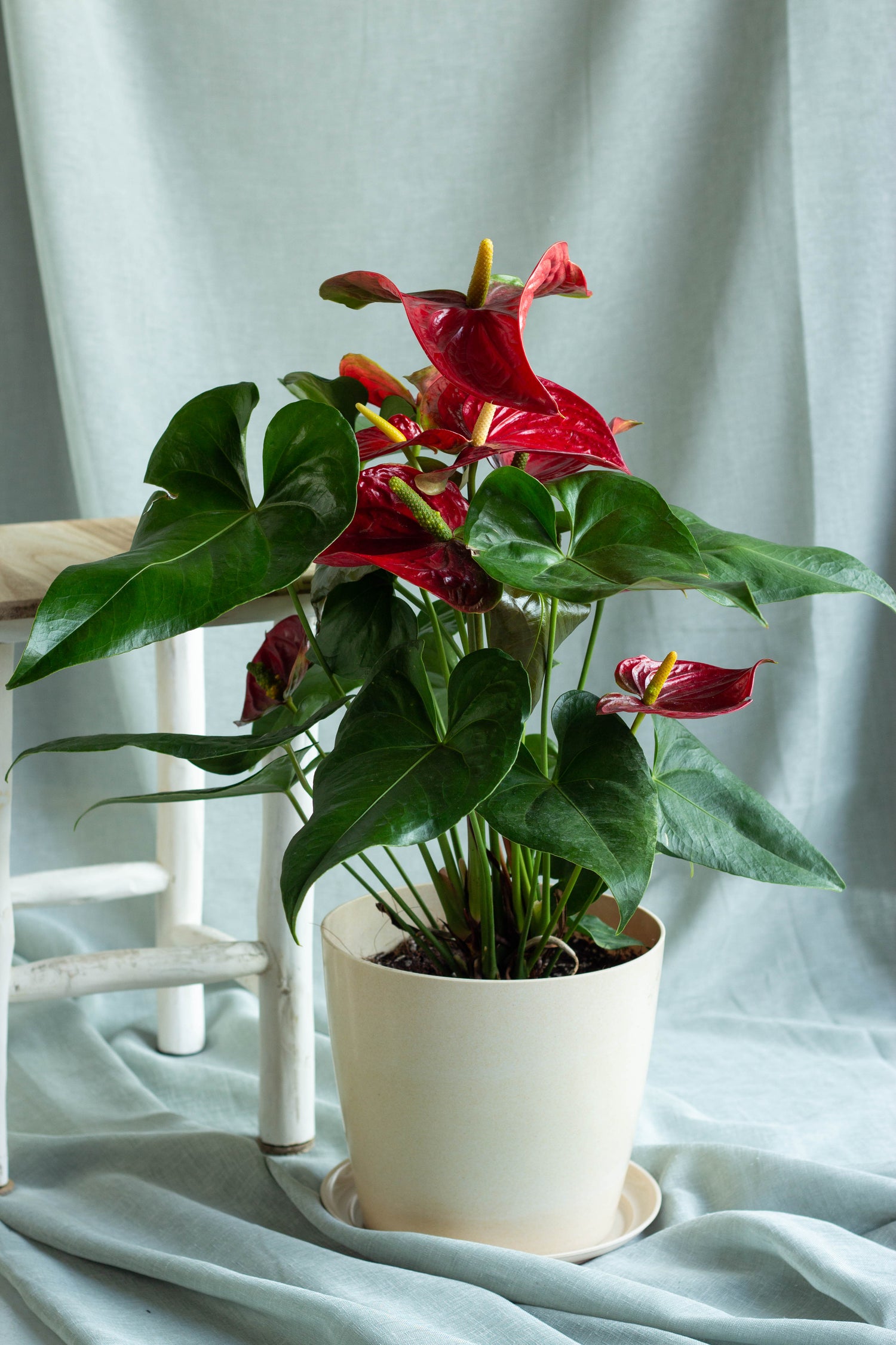 anthurium in deco Anthurium – Bloomspace