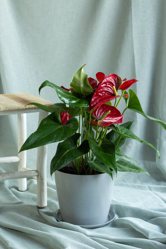 Anthurium