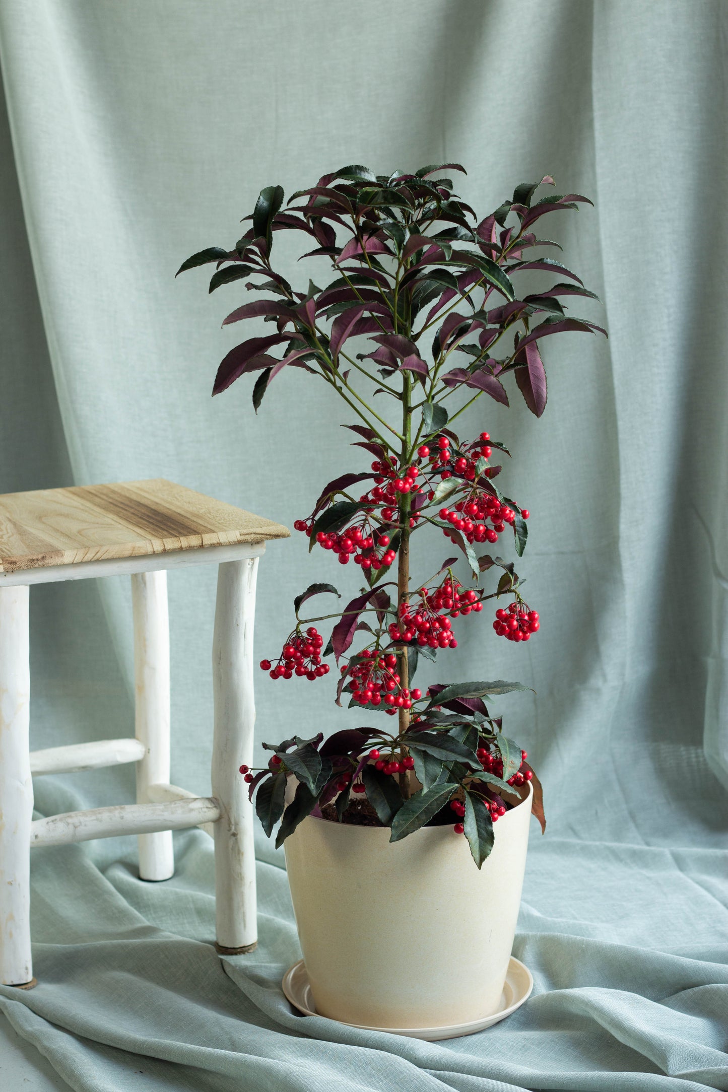 Coral Berry Plant in Beige Pot