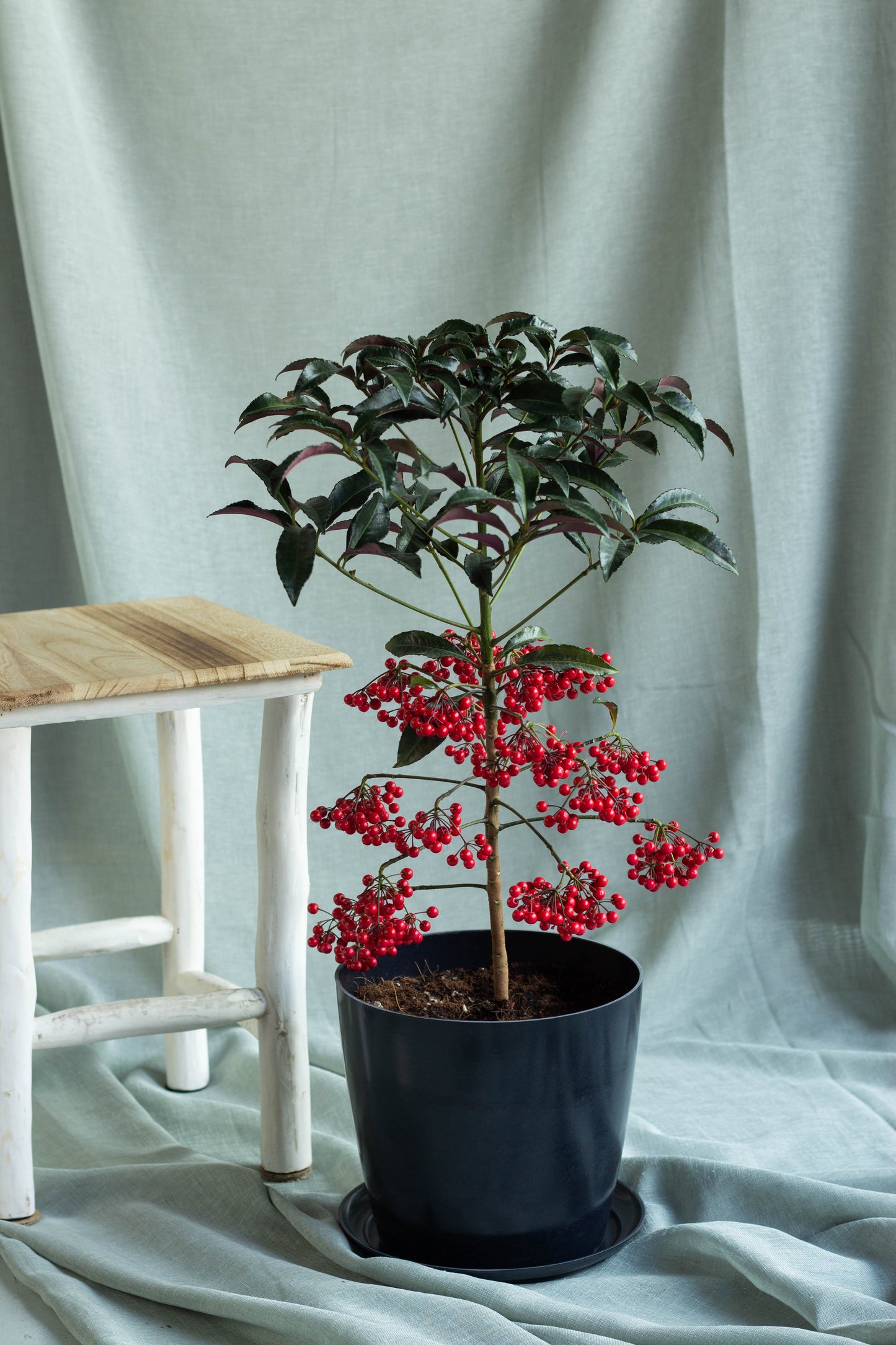 Coral Berry Plant in Black Pot