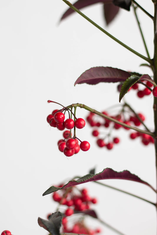 Coral Berry