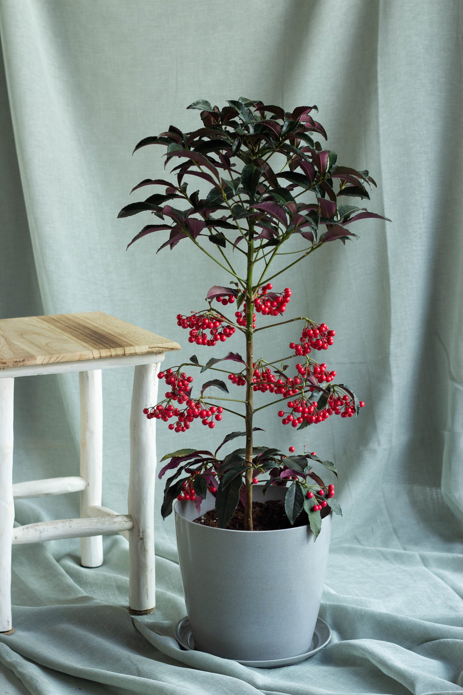 Coral Berry Plant in Grey Pot