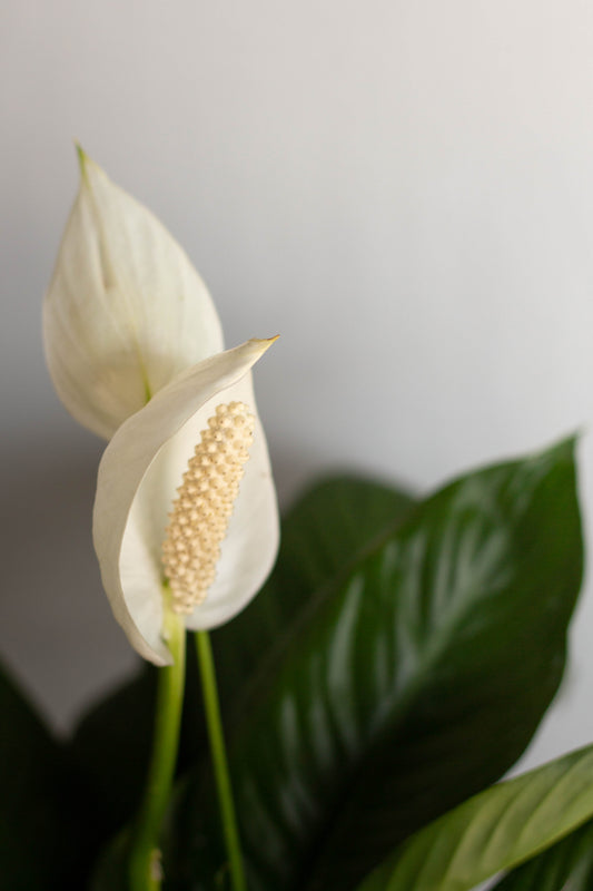 Peace Lily