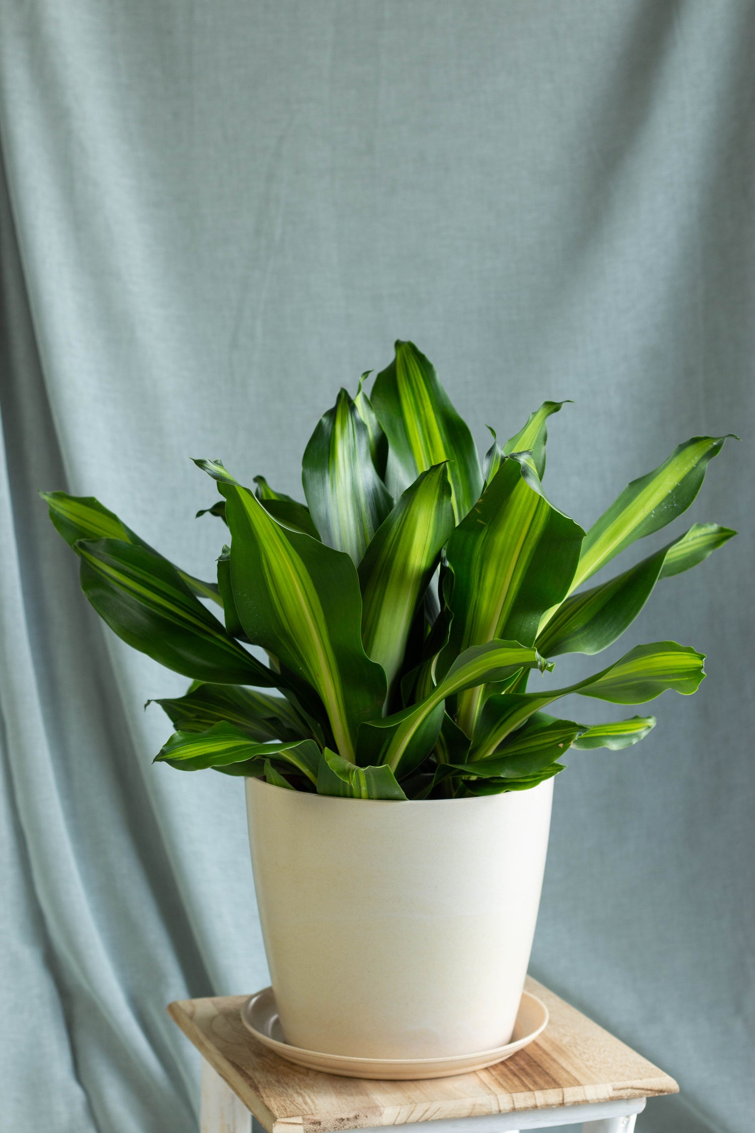 dracaena fragrans blüte Dracaena Fragans – Bloomspace