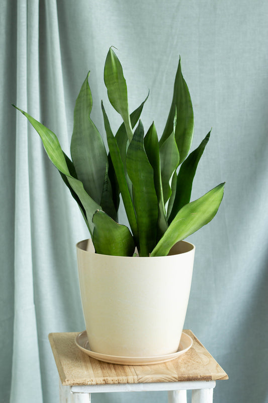 Sansevieria Moonshine