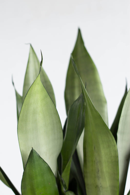 Sansevieria Moonshine