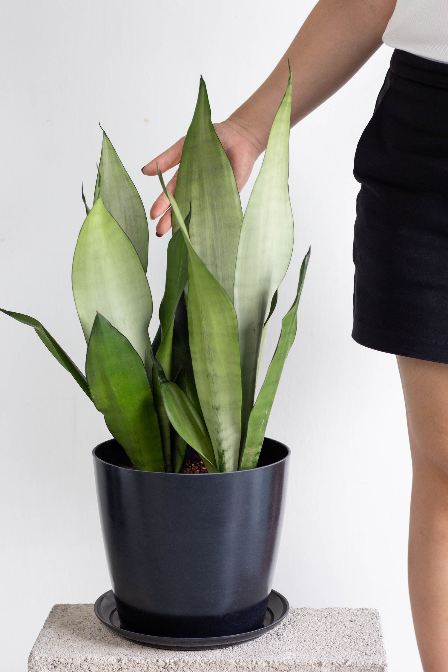 sansevieria moonshine price Sansevieria Moonshine – Bloomspace