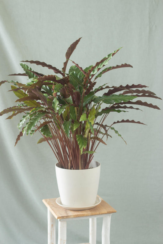 Calathea Wavestar