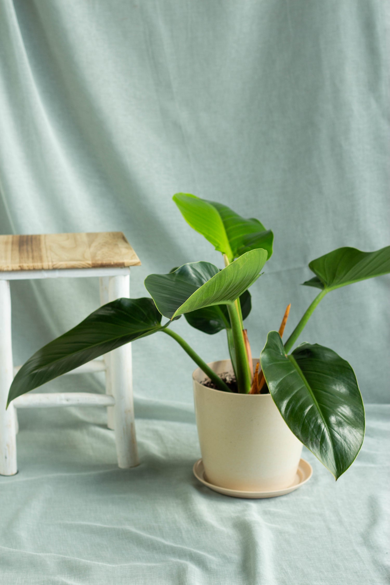 kens philodendrons when open Philodendron Green Congo – Bloomspace