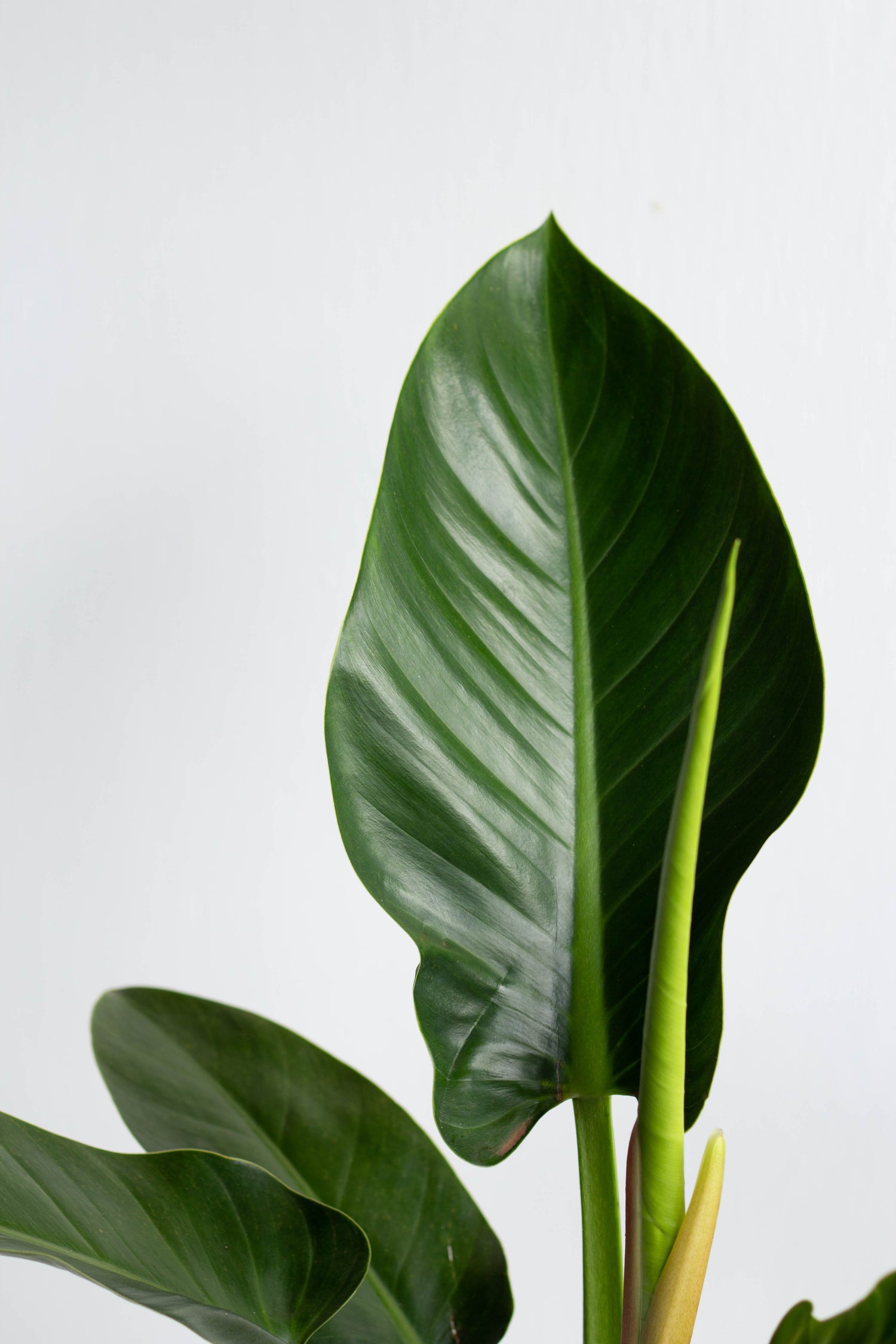 philodendron congo vs imperial Philodendron Green Congo – Bloomspace