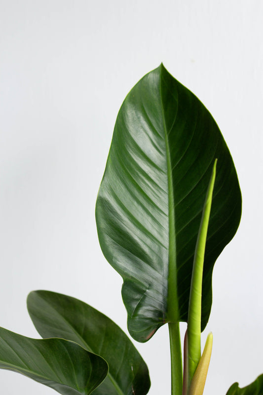 Philodendron Green Congo