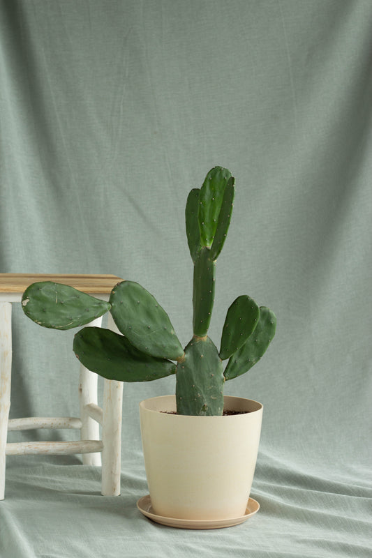 Prickly Pear Cactus