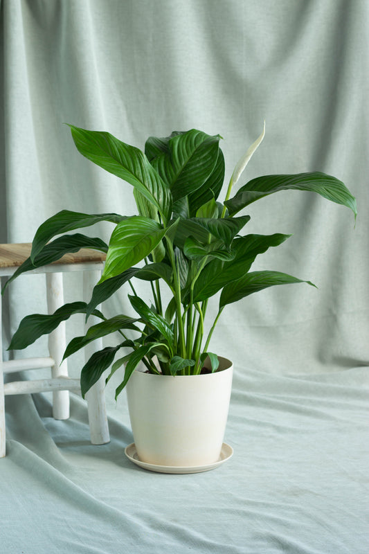 Peace Lily Sensation
