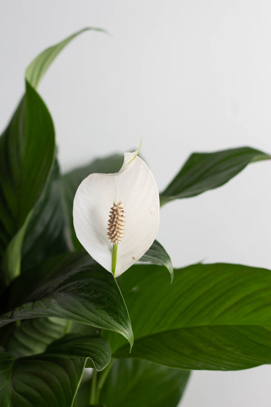 Peace Lily Sensation