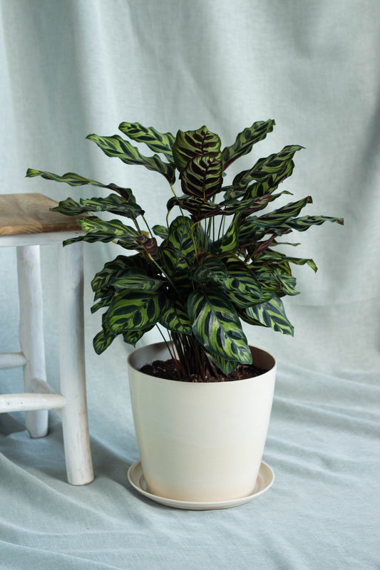 Calathea Peacock