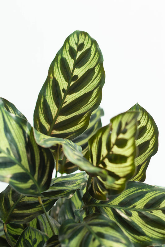 Calathea Peacock