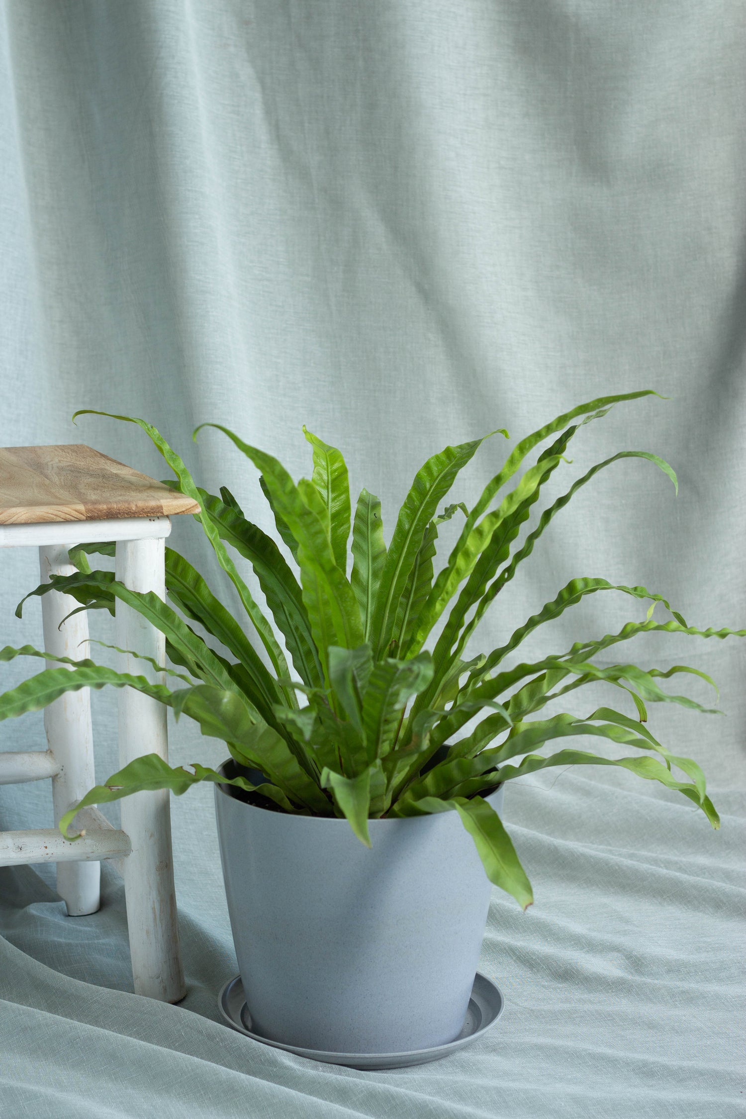 variegated bird nest fern Bird's Nest Fern – Bloomspace
