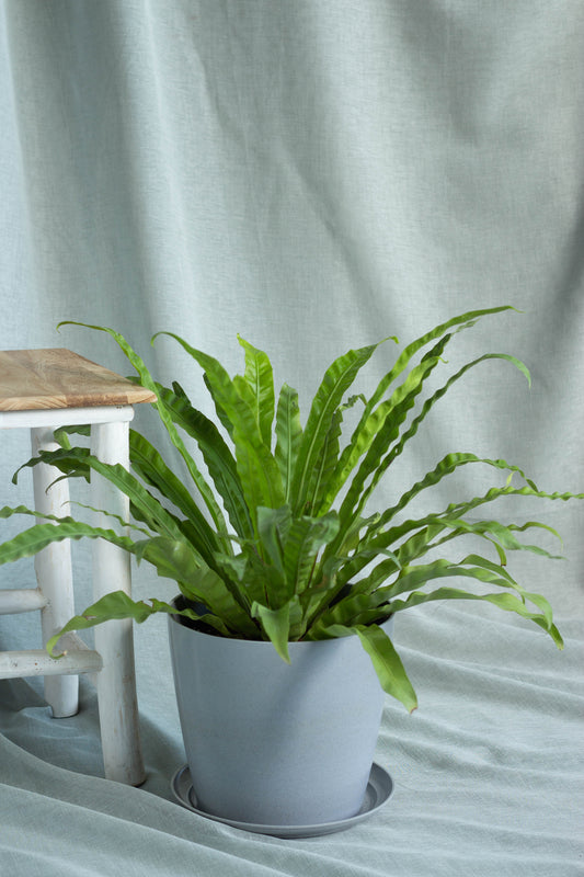 Bird's Nest Fern
