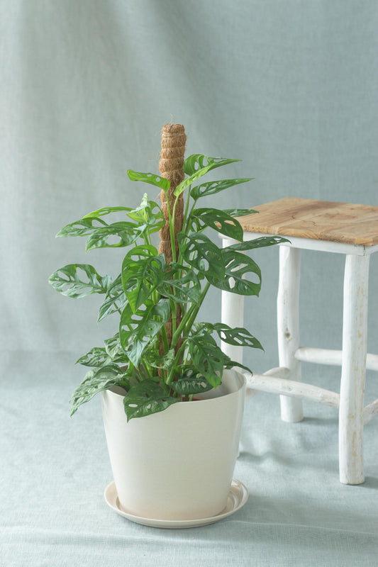 Monstera Adansonii