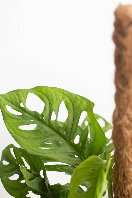 Monstera Adansonii