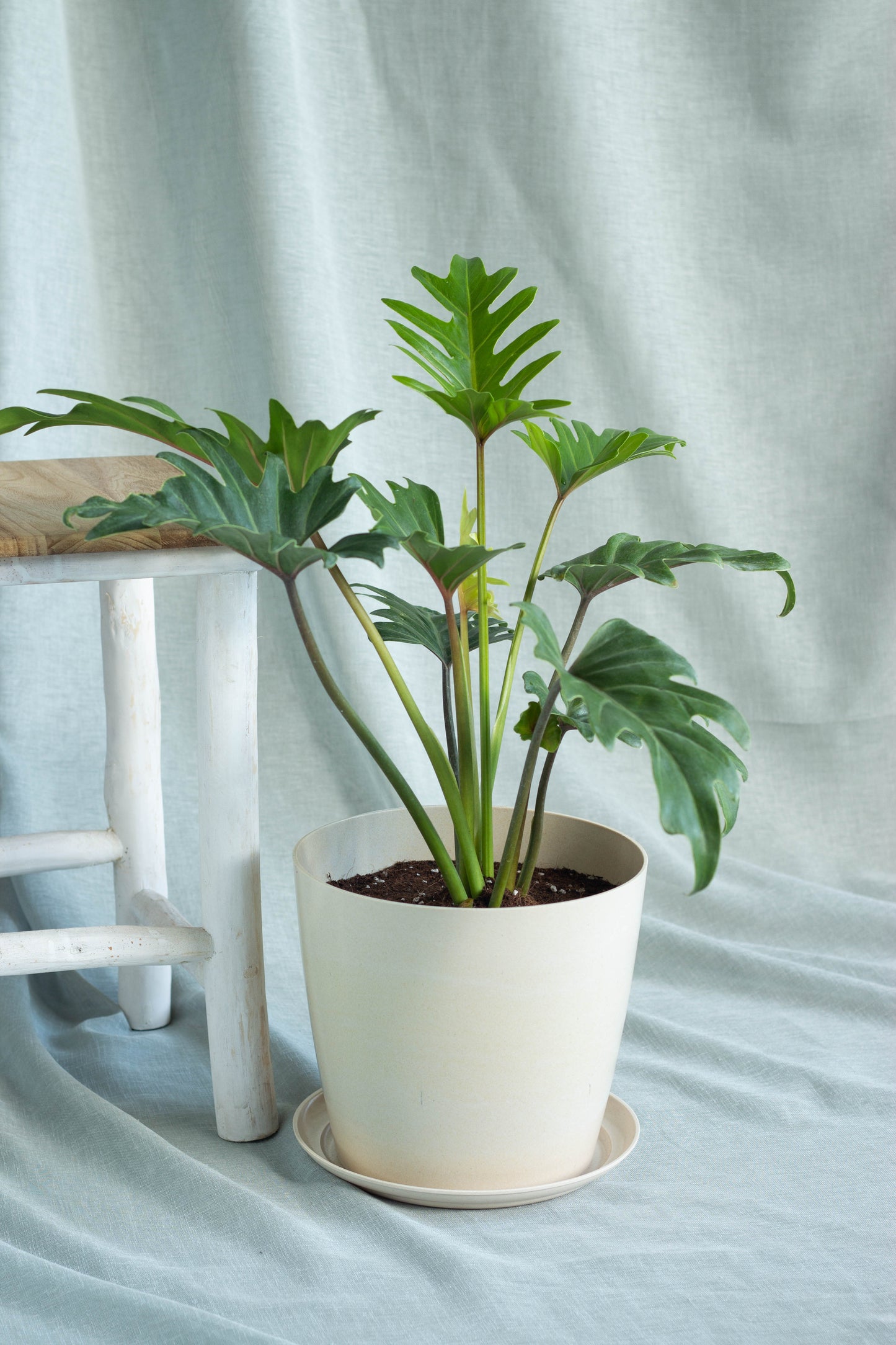 Philodendron Lacerum