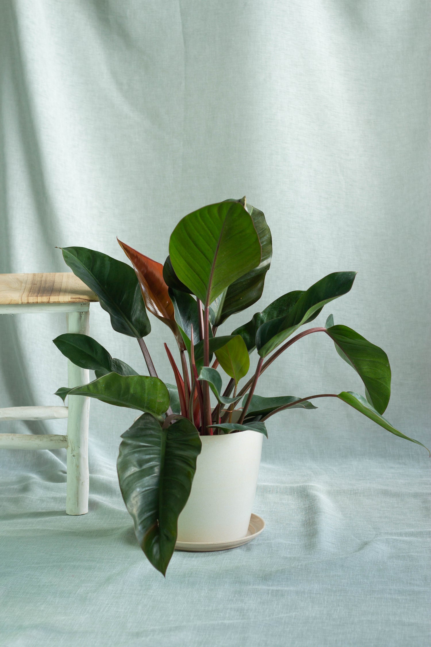 philodendron emerald congo Philodendron Red Congo – Bloomspace