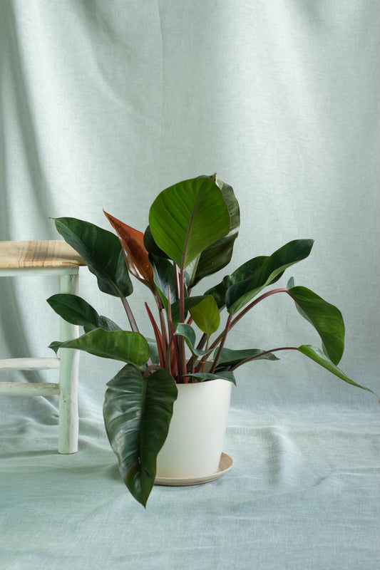 Philodendron Red Congo