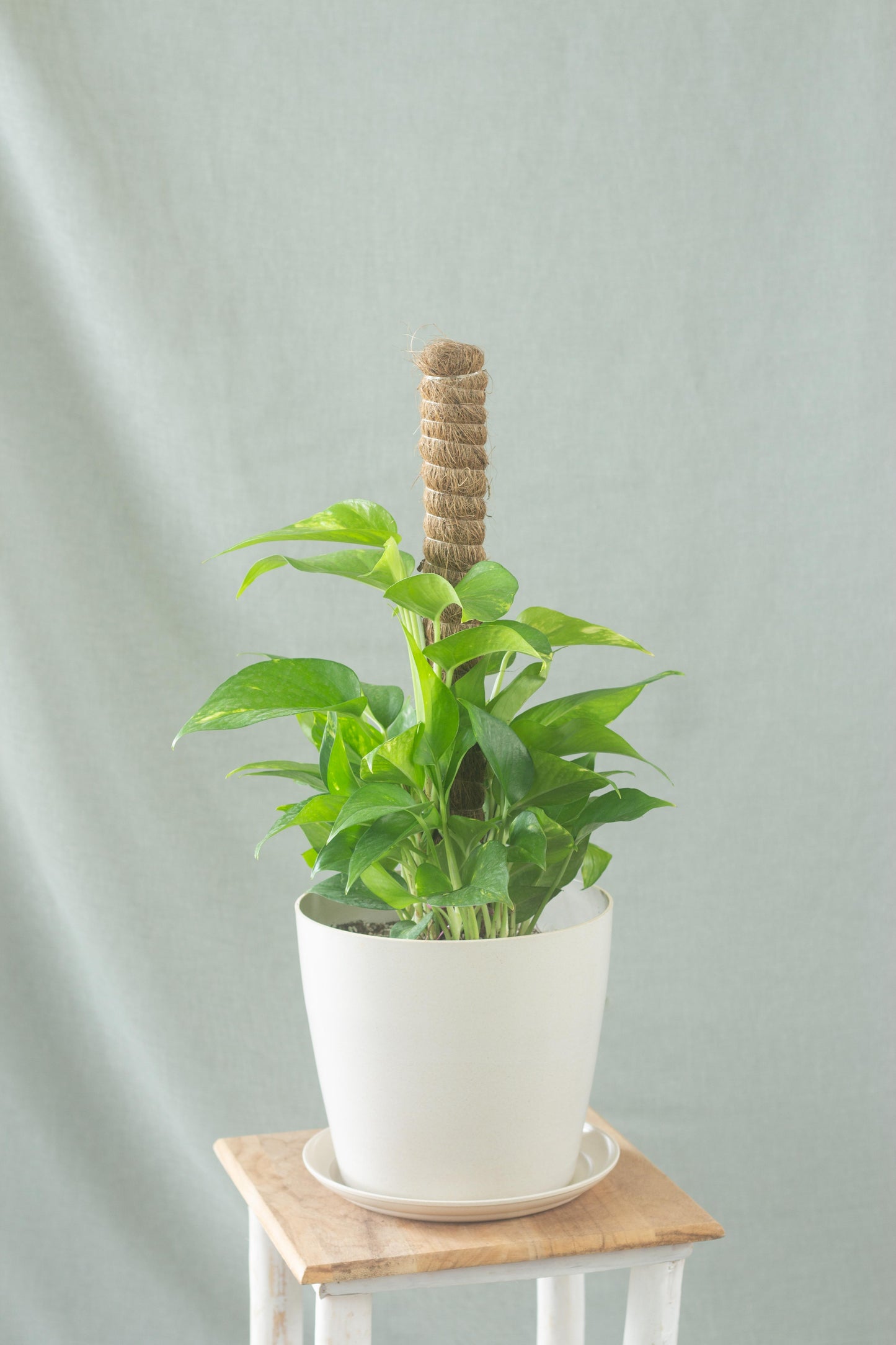 pothos malaysia Golden Pothos – Bloomspace