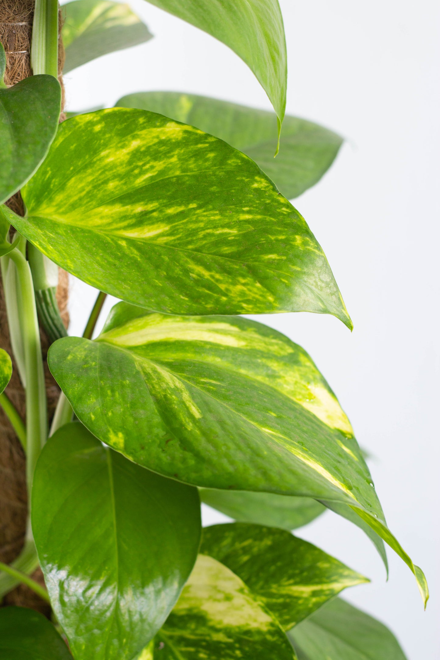 golden pothos scientific name Golden Pothos – Bloomspace