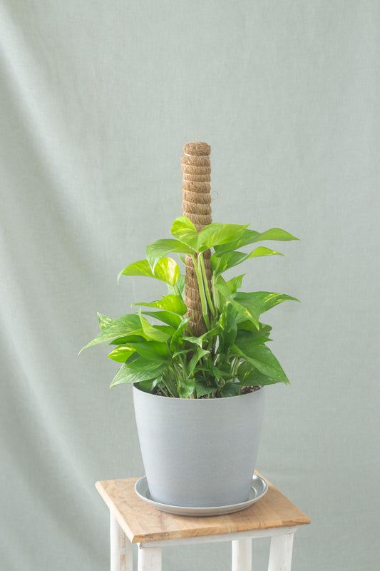 Golden Pothos