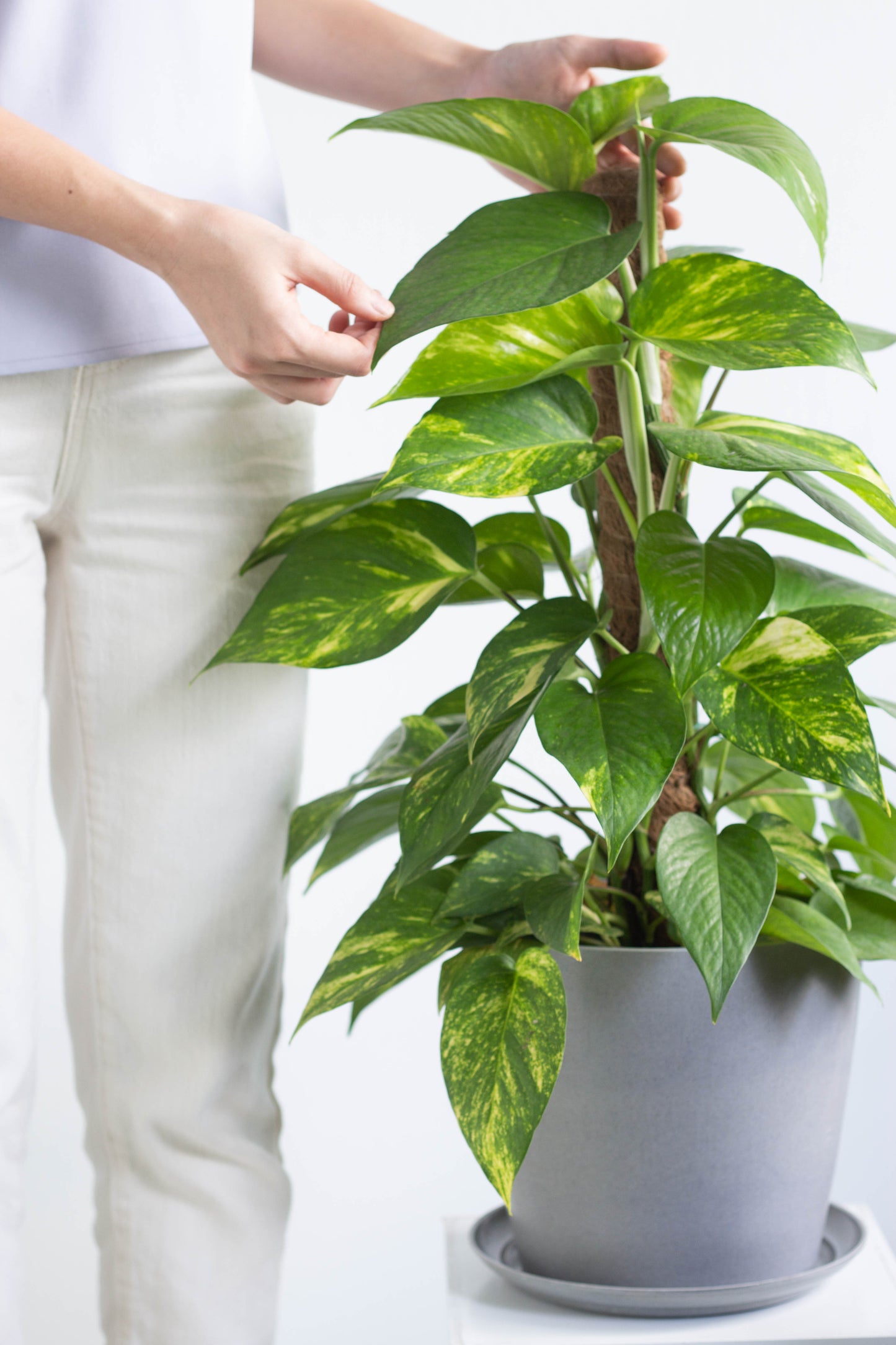 pothos malaysia Golden Pothos – Bloomspace