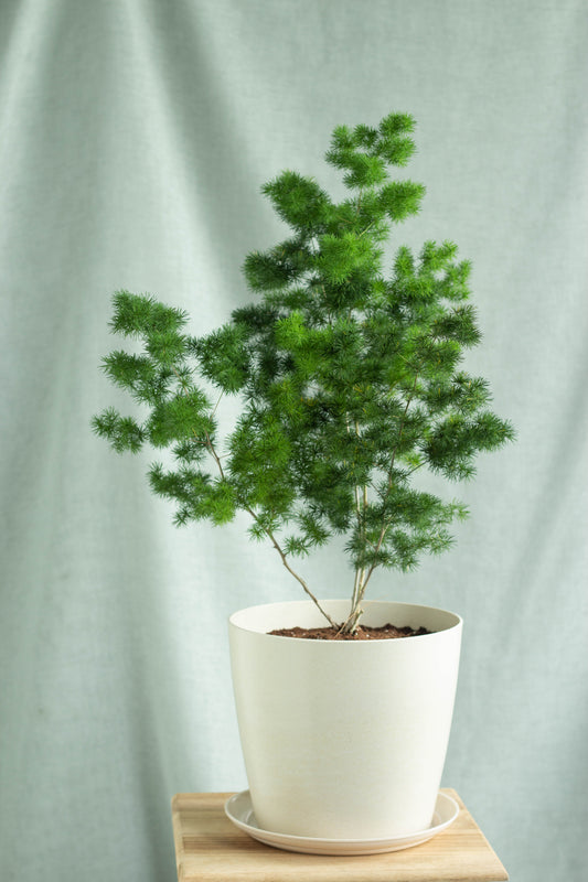 Ming Fern