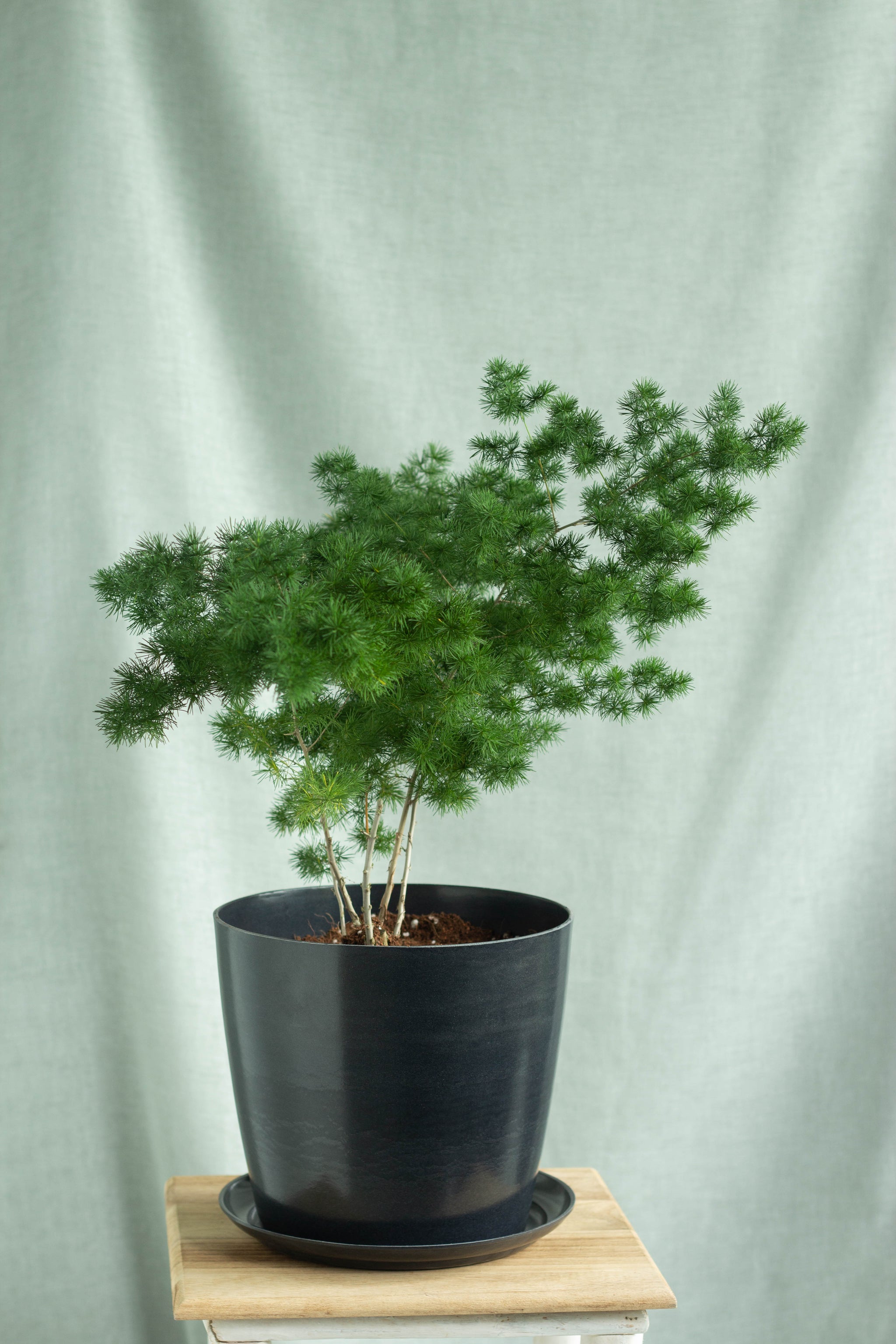Ming Fern – Bloomspace