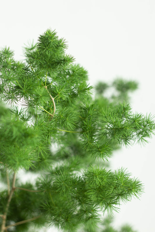 Ming Fern