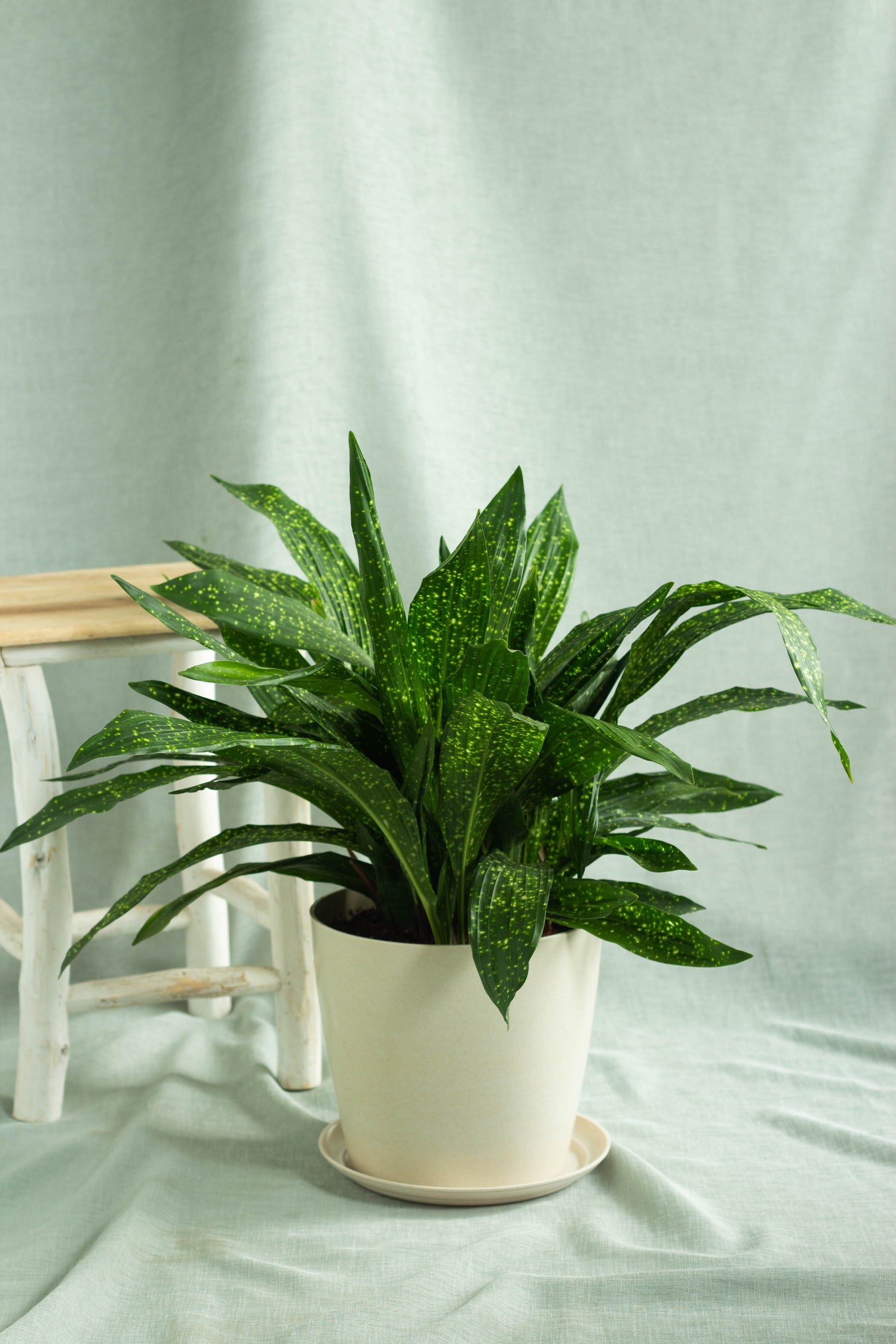 aglaonema or aspidistra Aspidistra Milky Way – Bloomspace