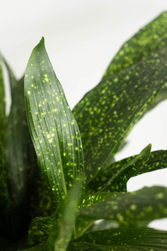 Aspidistra Milky Way