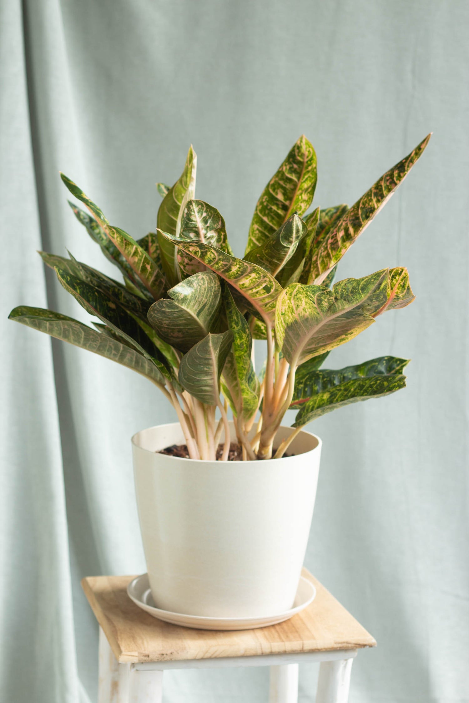 candy cane aglaonema Aglaonema Dona Carmen – Bloomspace