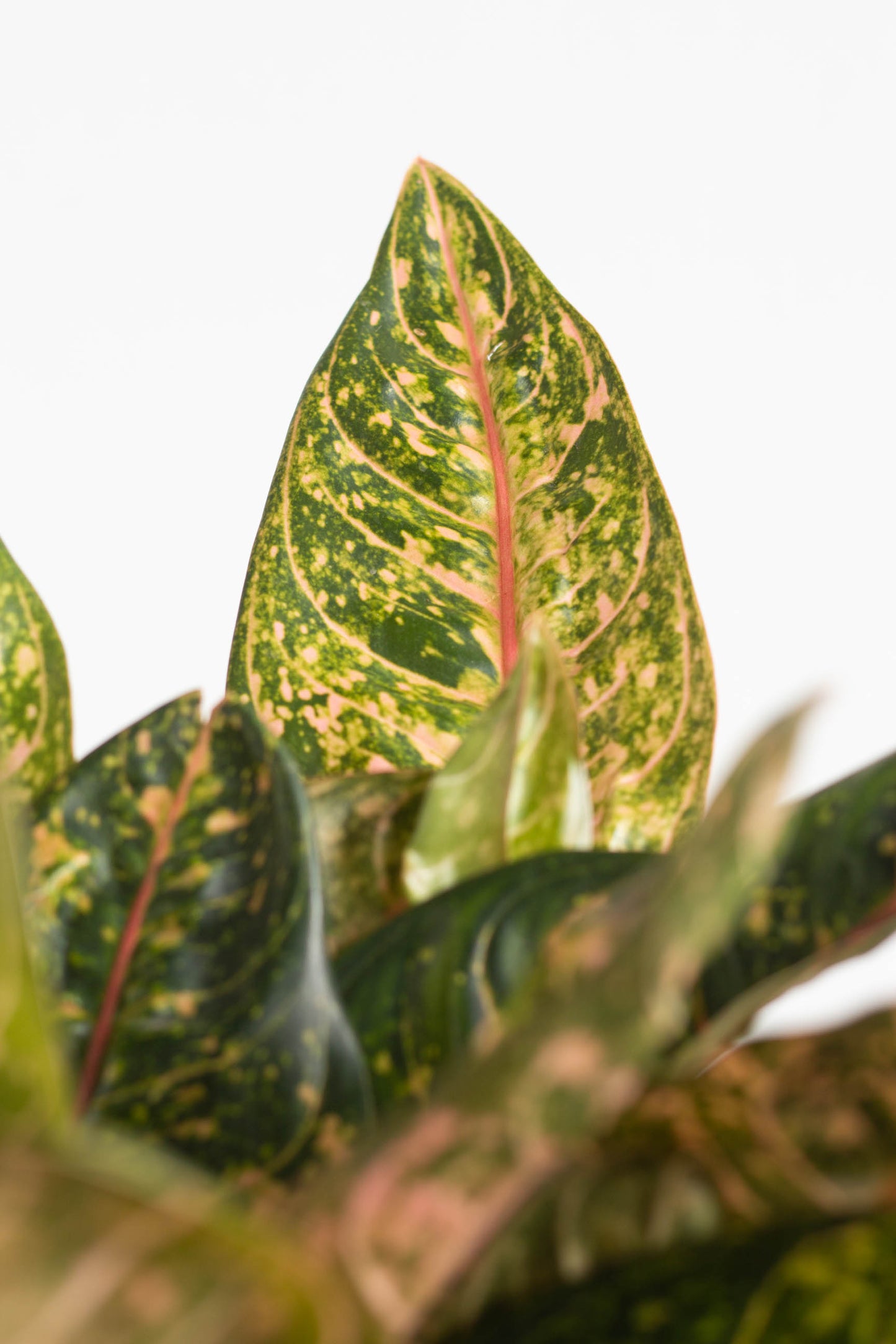 Closeup-Aglaonema Donna Carmen