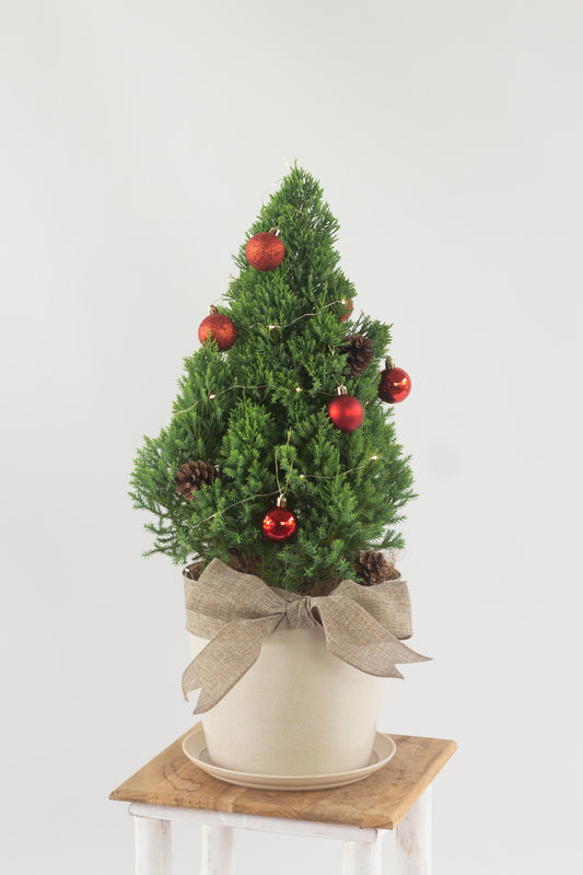 Christmas Pine