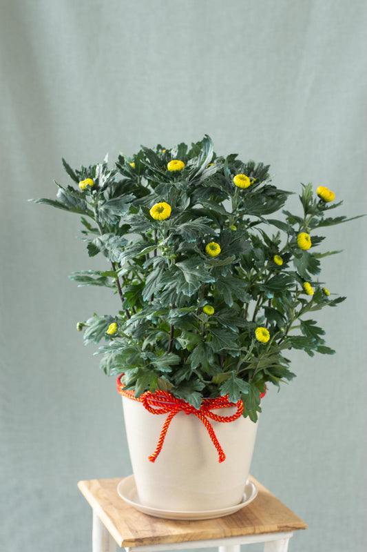 Chrysanthemum