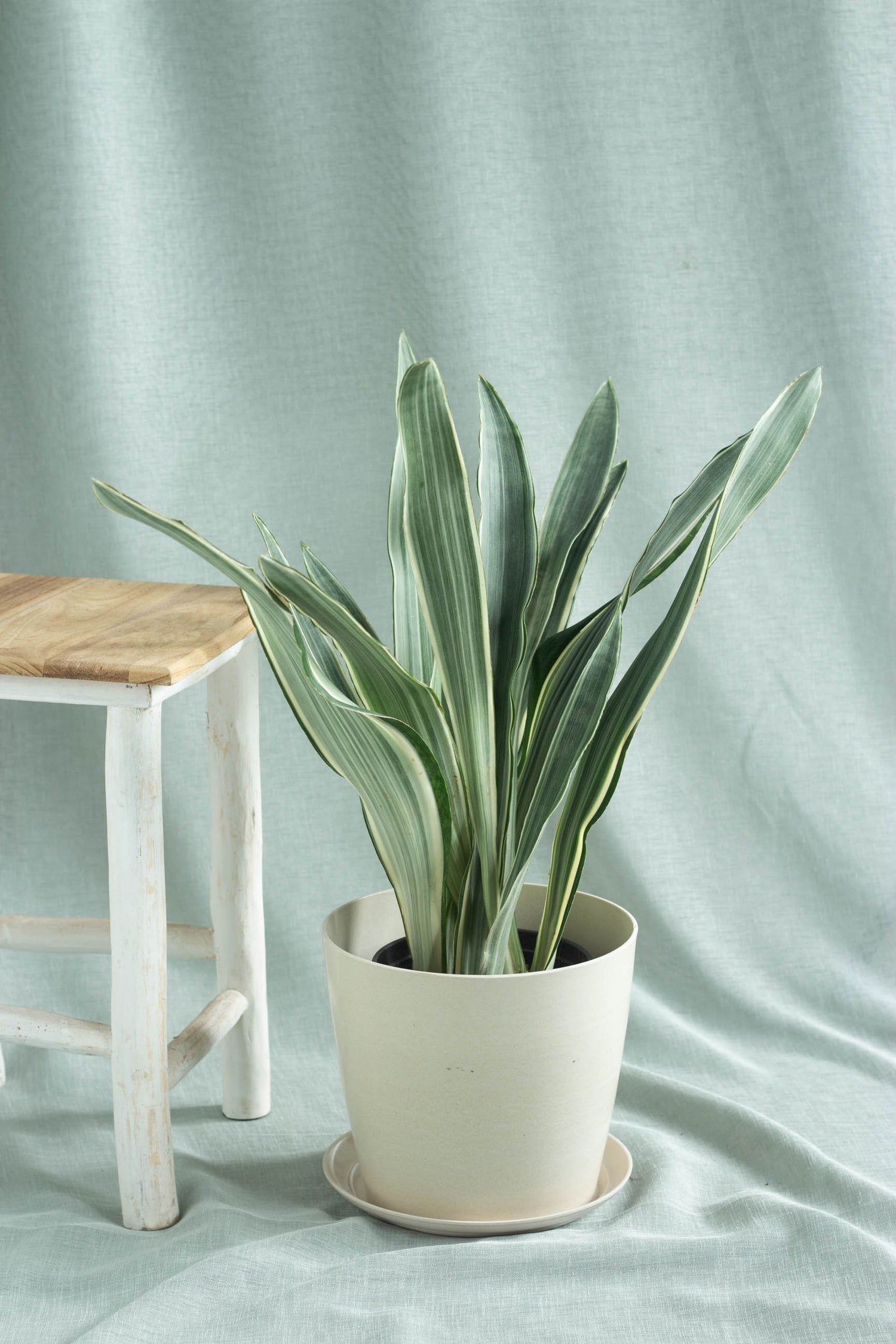 pale sansevieria Sansevieria Manolin – Bloomspace