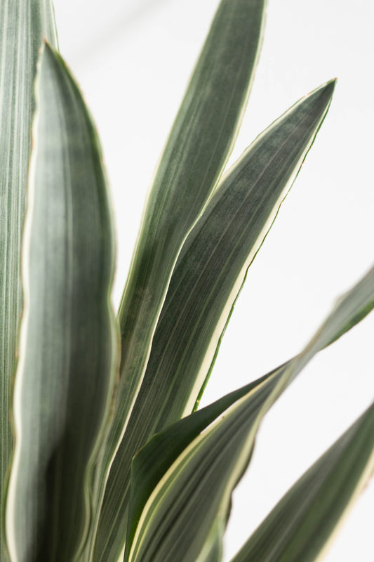 Sansevieria Manolin
