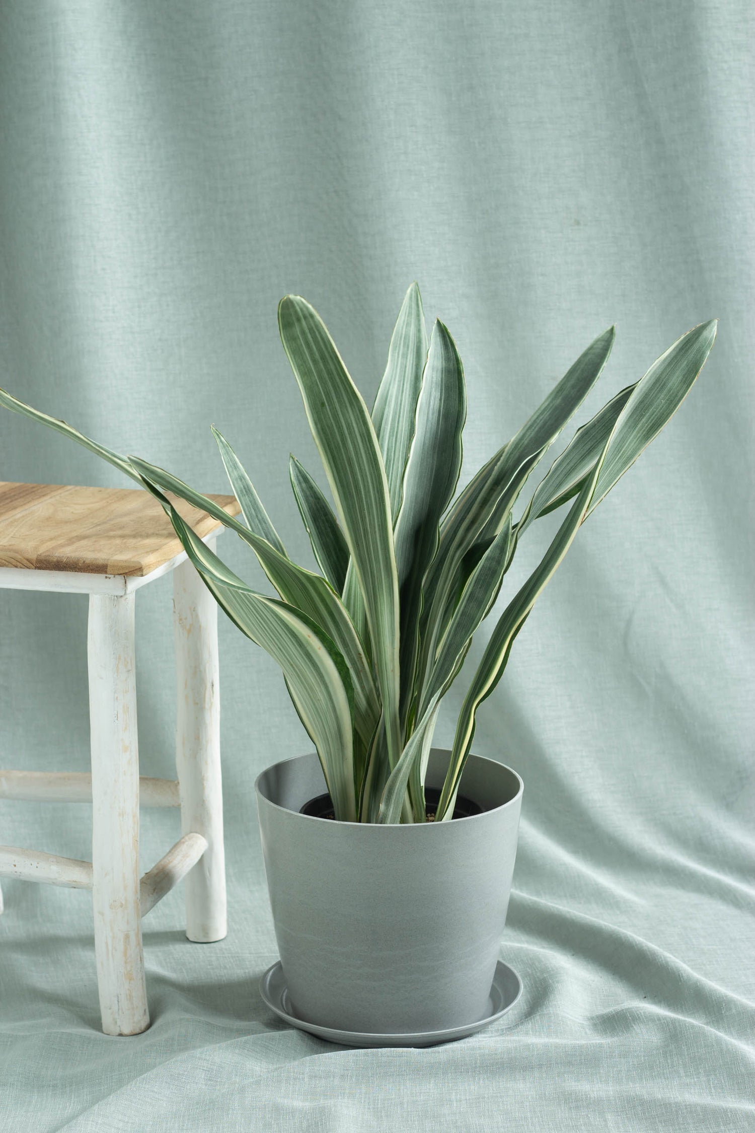 manolin snake plant Sansevieria Manolin – Bloomspace