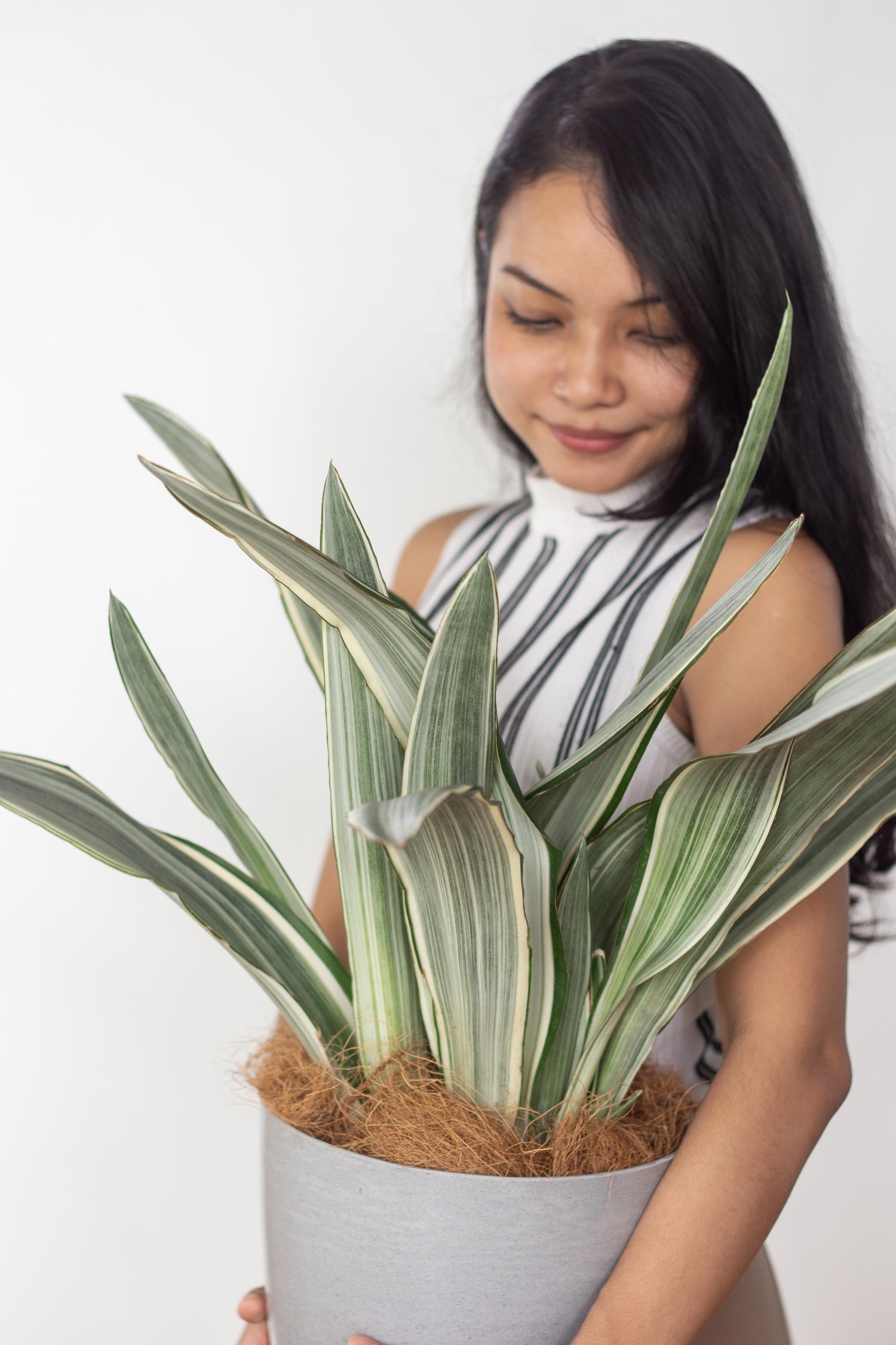 sansevieria manolin Sansevieria Manolin – Bloomspace