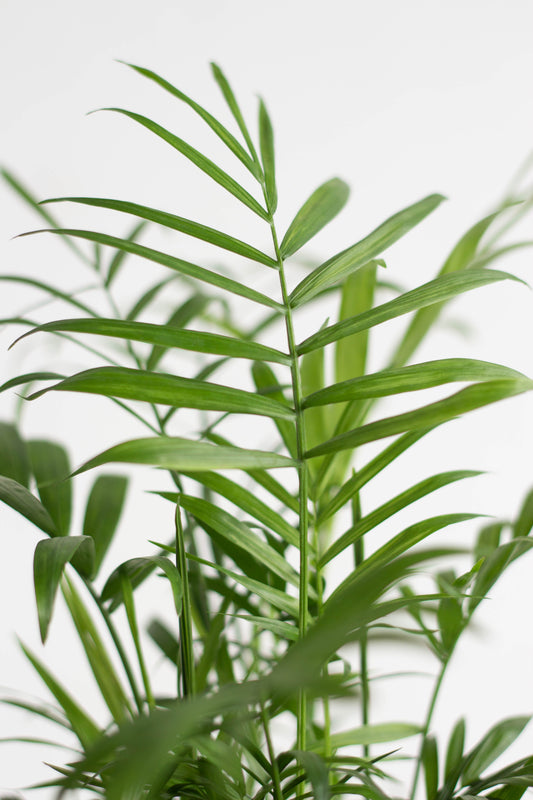 Closeup-Bamboo Palm